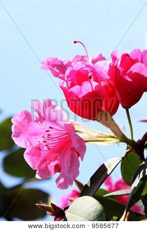 Rhododendron Flowers