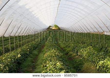 Polytunnel