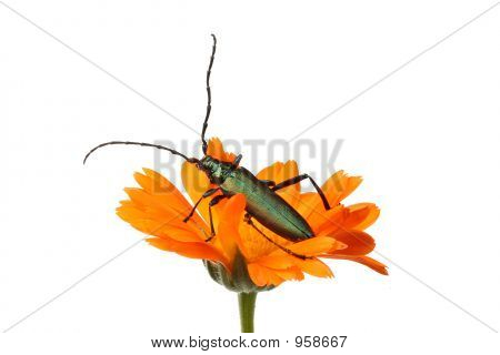 Grüne Käfer auf einer Blume