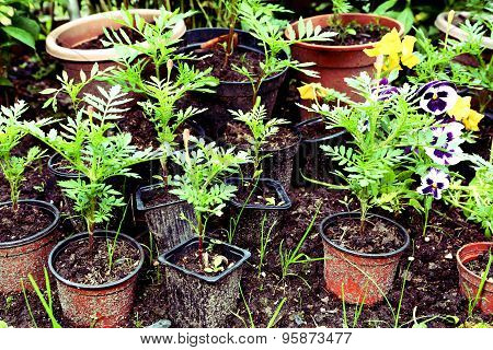 sprouts in pots on the summer soil background