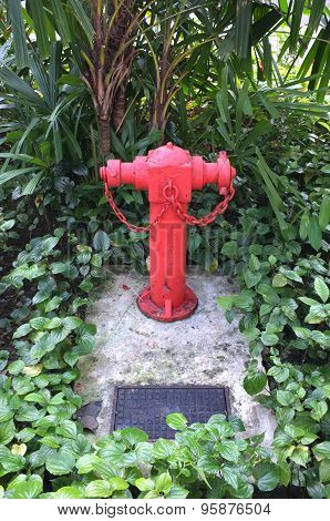 Red fire hydrant among tree and plant