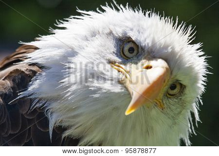 North American Bald Eagle