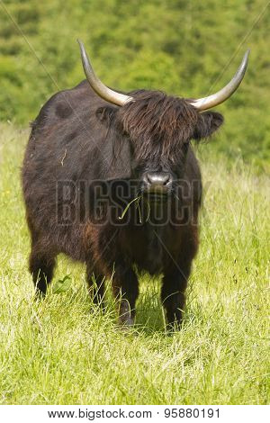Scottish Highland Cattle In Meadow