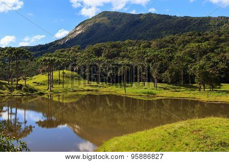 Araucaria Angustifolia ( Brazilian Pine) Forest, Brazil