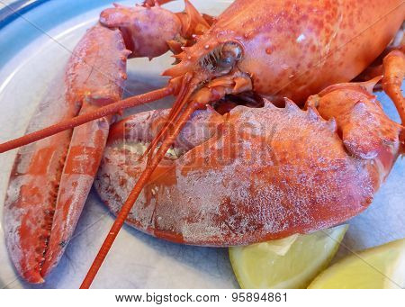 Boiled Lobster
