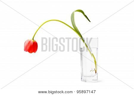 Limp Drooping Tulip