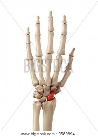 medical accurate illustration of the scaphoid bone