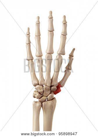 medical accurate illustration of the trapezium bone