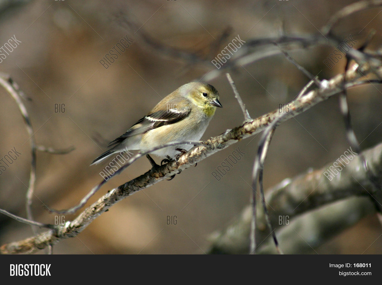 Yellow Finch Image & Photo (Free Trial) Bigstock