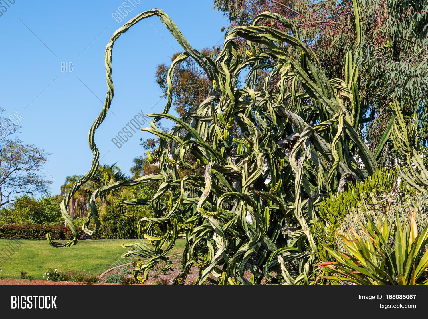 Large Candelabra Tree Image & Photo (Free Trial) Bigstock