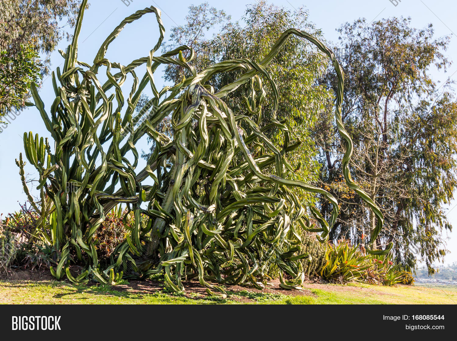 Candelabra Tree ( Image & Photo (Free Trial) Bigstock