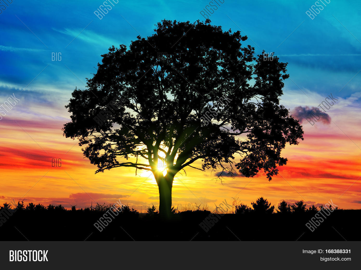 Tree On Meadow Sunset Image & Photo (Free Trial) | Bigstock