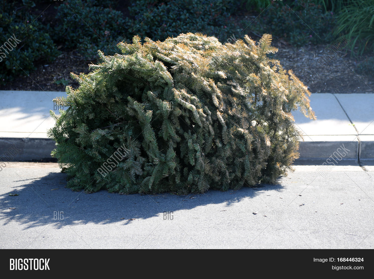 Dried Dead Christmas Image & Photo (Free Trial) Bigstock