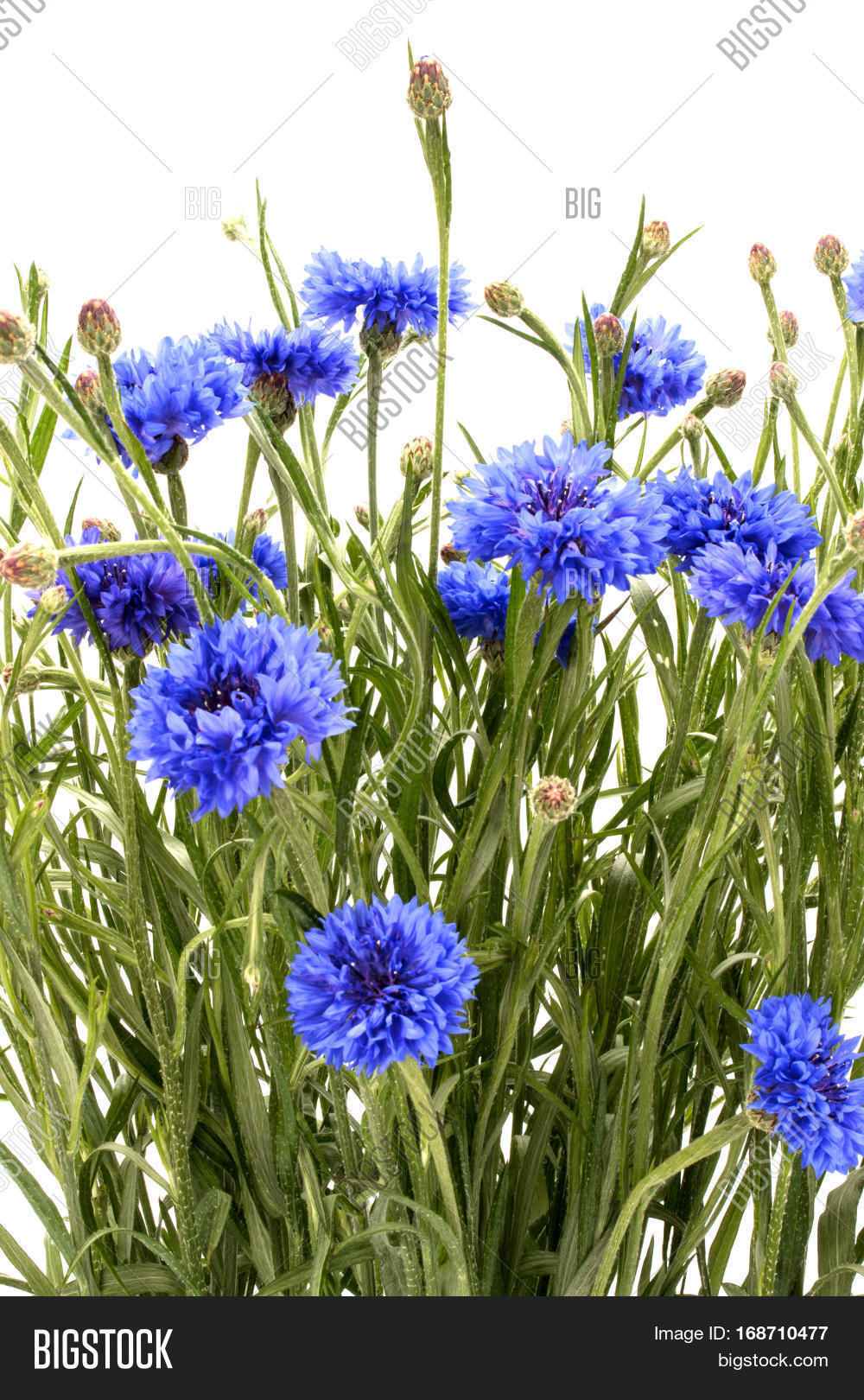 Blue Cornflower Herb Image & Photo (Free Trial) Bigstock