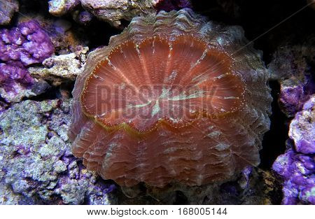 Scolymia coral. Donut Coral. Hard coral. Large polyp.