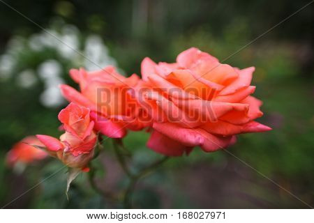 Three red roses on a natural blurred background