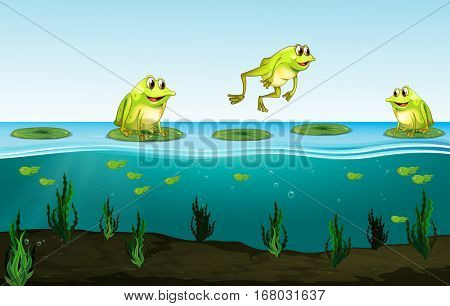 Three green frogs on water lily illustration