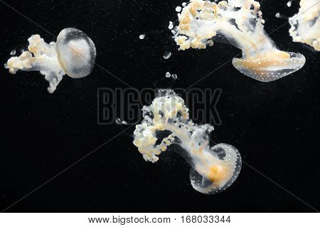 yellow and white jellyfishes with black background