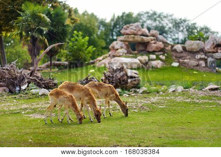 Group Of Three Deers Feeding In Parco Natura Viva Zoo Near Garda Lake