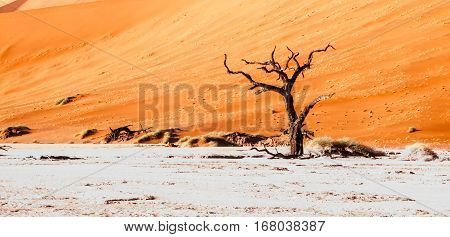 Desolated dry landscpe with dead camel thorn trees in Deadvlei pan with cracked soil in the middle of Namib Desert red dunes, Sossusvlei, Namibia, Africa.
