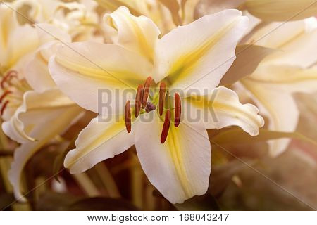 Closeup Of Lily Flower Petals And Pollination Organs