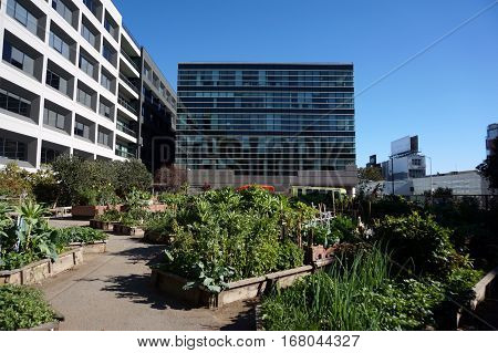 Vegetables grow in Community Garden in San Francisco California with surrounded by tall buildings.