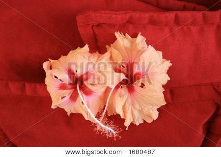 Fiori In amore