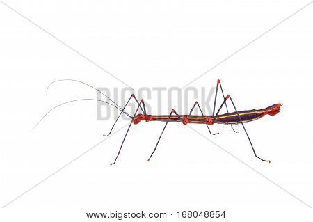 Black Phasmatodea