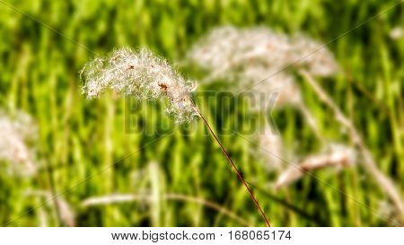 Flowers Snow White Modeled background blur green In the pastures of one country.