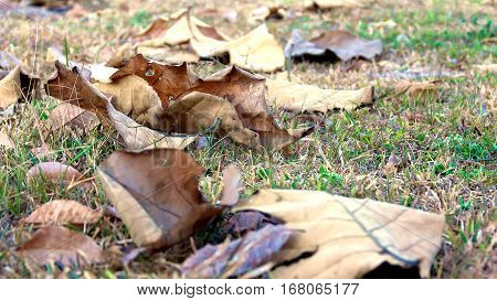 The fallen leaves During the fall Dry brown leaves on the grass.