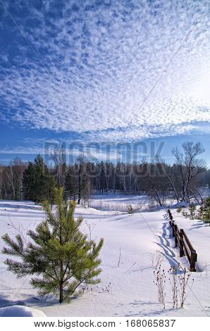 young pine trees on a snowy field