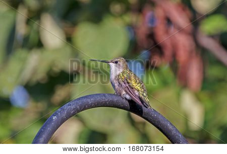 A hummingbird perched atop a shepherd's hook on a summer day.