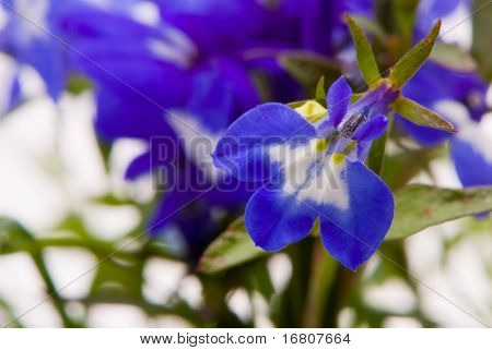 Bellissimi fiori (Lobelia). Colpo su sfondo bianco studio macro