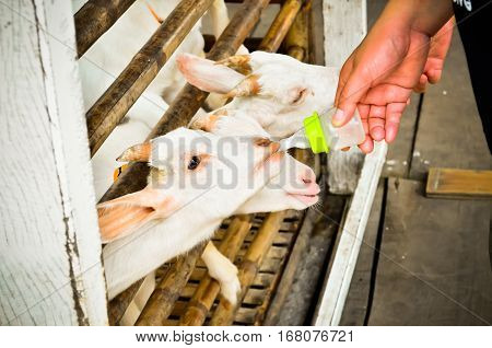 Feed the hungry white goat with milk