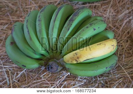 green raw banana one yellow rippen yellow banan on brown rice straw on the floor / green banana