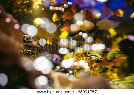 Aquarium Cichlid Exotic Fish. Flock Of Sea Yellow Orange Fish Swimming In An Aquarium