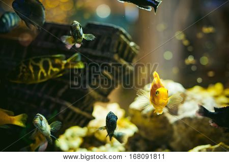 Aquarium Cichlid Exotic Fish. Flock Of Sea Yellow Orange Fish Swimming In An Aquarium
