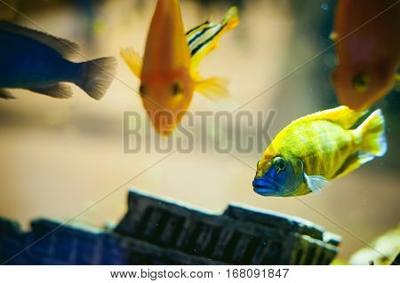 Aquarium Cichlid Exotic Fish. Flock Of Sea Yellow Orange Fish Swimming In An Aquarium