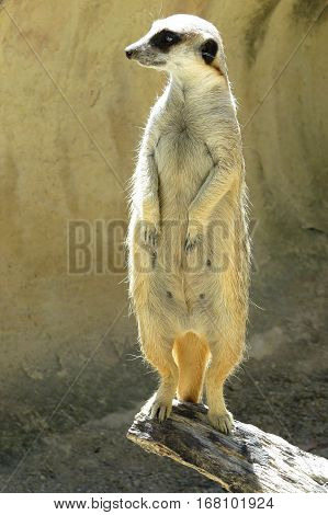Meerkat on guard. Sentry duty. Animal in the zoo.