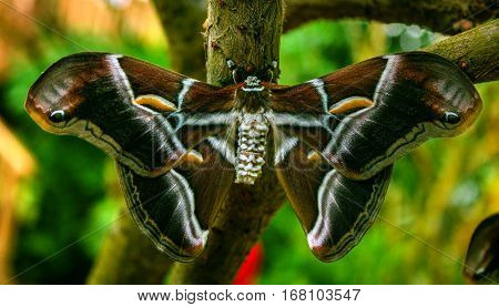 Silk butterfly (Samia ricini) on a tree branch