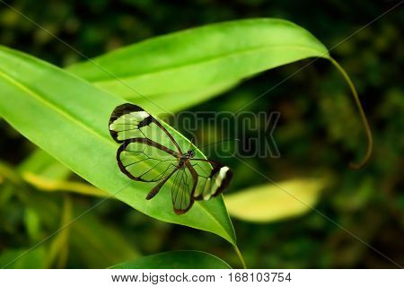 Glasswinged Butterfly (Greta oto) on green leaves