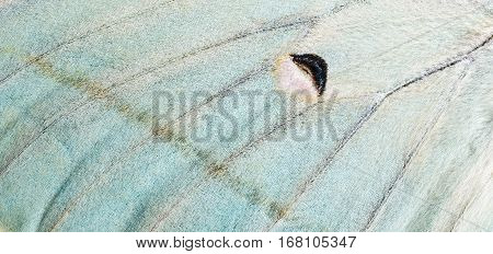 Close-up of a moth wing (Actias - moon moth)