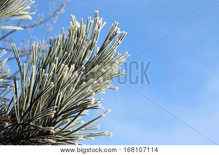 Detail of the icing on the needles