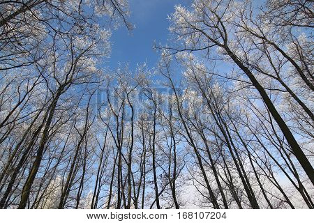 Frosty tree branches in winter day - forest