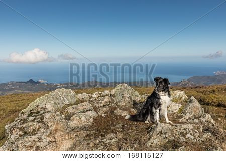 Black & white border collie sheepdog sitting on a rocky outcrop at Col de Battaglia in the Balagne region of Corsica with the red rock of L'Ile Rousse in the distance and the Mediterranean sea