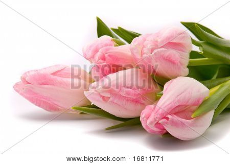 Tulipas rosa sobre fundo branco