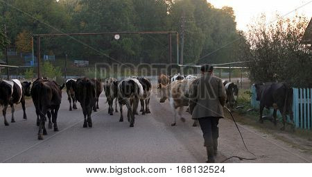 Herd Of Cows