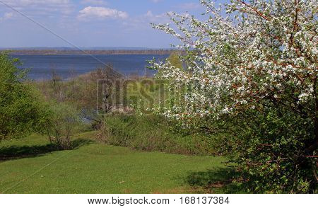 Summer Landscape