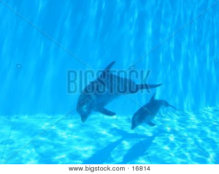 Delfino e il suo bambino