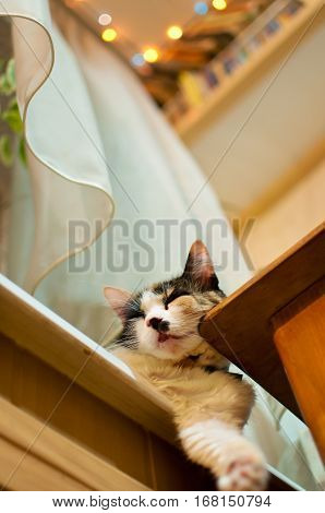 Cute spotted cat lying idly on a window sill under a white curtain against the background of blurred colorful Christmas lights. Its paw is hanging down. Shot from a low angle